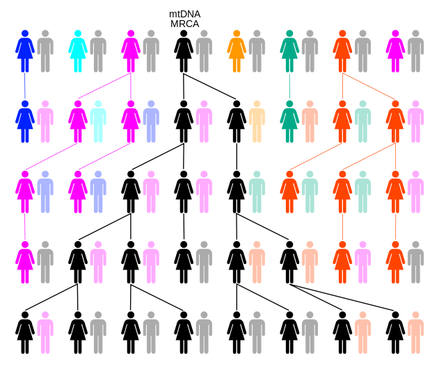 A simplified diagram that shows how the female DNA line inevitably points back to a single individual. (Source: Wikipedia)