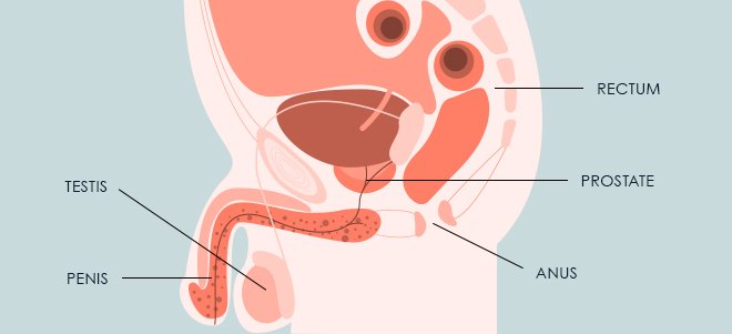 Male genital system