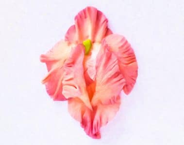 vulva stimulation techniques