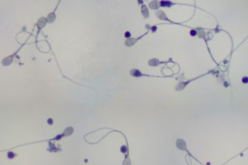 how quickly does sperm regenerate