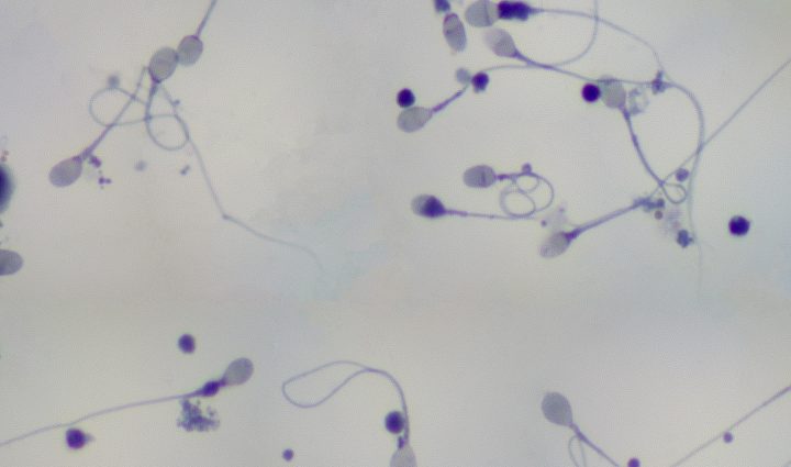 how quickly does sperm regenerate