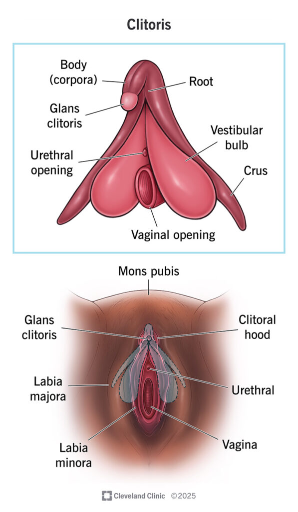 clitoris anatomy