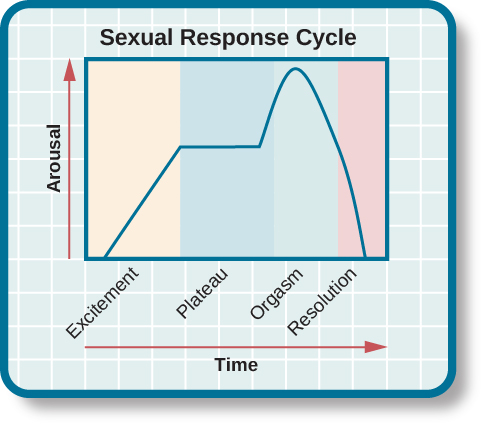 sexual response orgasm