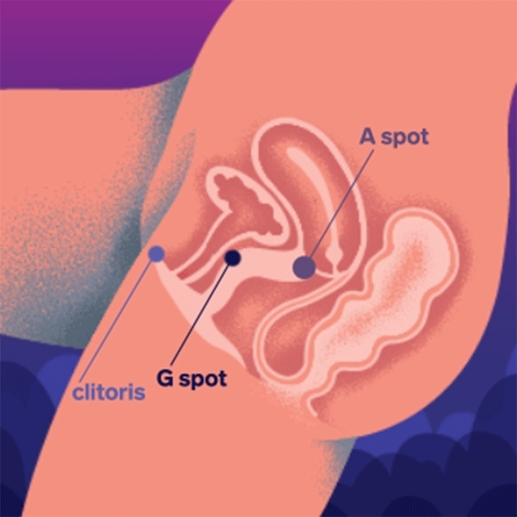 Ilustración anatómica del clítoris, la zona G y la zona A en la vulva