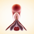 Anatomía del clítoris: partes internas y funcionamiento del órgano femenino