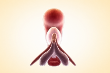 Anatomía del clítoris: partes internas y funcionamiento del órgano femenino