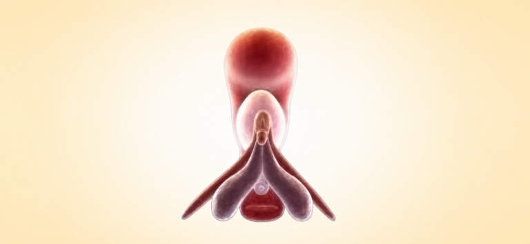 Anatomía del clítoris: partes internas y funcionamiento del órgano femenino