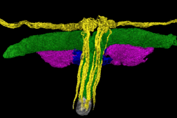 Primer mapa 3D de la red nerviosa del glande del clítoris obtenido mediante tomografía sincrotrón por el equipo de Ju Young Lee.