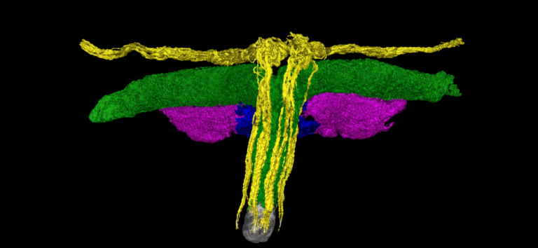 Primer mapa 3D de la red nerviosa del glande del clítoris obtenido mediante tomografía sincrotrón por el equipo de Ju Young Lee.