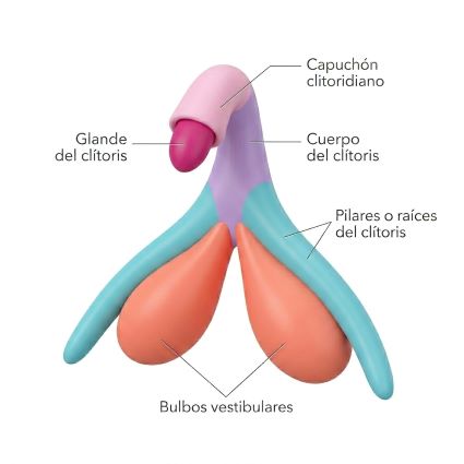Infografía anatómica del clítoris con identificación del glande, capuchón clitoridiano, cuerpo del clítoris, pilares o raíces y bulbos vestibulares.