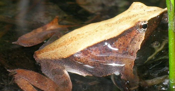 La grenouille Rhinoderma darwinii