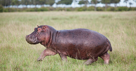 L’hippopotame