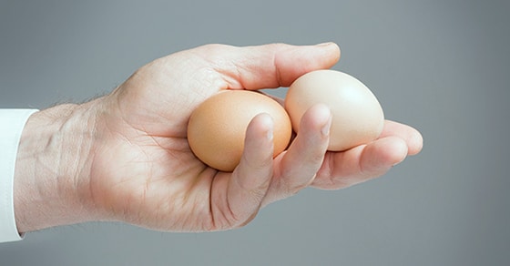 Faits surprenants sur les testicules