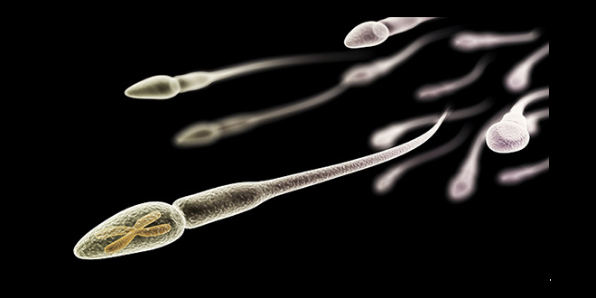 les faits surprenant sur le sperme