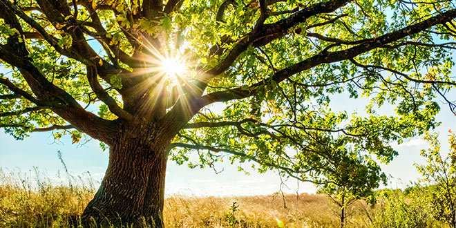 auprès de mon arbre